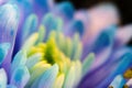 Close-up, petals of chrysanthemum flowers. Gentle pastel colors, emerald, blue and purple shades. Selective focus. The concept of Royalty Free Stock Photo