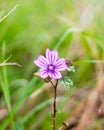 close up of petals flower head of single common mallow Malva sylvestris