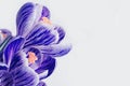 Close up of petals flowers. Spring crocus blossom blue colors with copy space Royalty Free Stock Photo