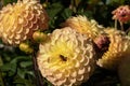 Close-up of the petals on one side of decorative dahlia Dahlia Ball Hillcrest Margaret on the marble green background. MAcro.2021.