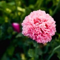 Single pink peony poppy in full bloom