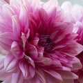 close-up of the petals of a pink dahlia flower Royalty Free Stock Photo