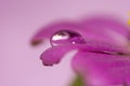 Close-up petals of pink flower Royalty Free Stock Photo
