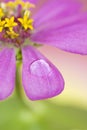 Close-up petals of pink flower Royalty Free Stock Photo