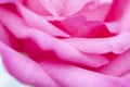 Close up petals of pink rose flower soft focus Royalty Free Stock Photo