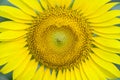 Close-up of petals and pollen of bright yellow sunflower.