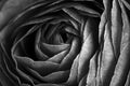 Close-up of the petals of a rose in black and white Royalty Free Stock Photo