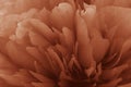 Close-up of the petals of a rose in Peach Fuzz
