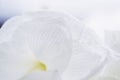 Close up on the petals of a white amaryllis flower - Soft and whiteness background