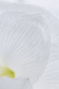 Close up on the petals of a white amaryllis flower - Soft and whiteness background