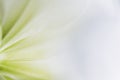 Close up on the petals of a white amaryllis flower - Soft and whiteness background