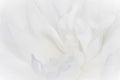 close up of petals of white peony flower Royalty Free Stock Photo