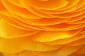 Close-up of the petals of a yellow flower Royalty Free Stock Photo