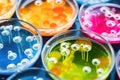 close-up of a petri dish with colorful bacteria