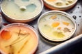 close-up of petri dishes with bacteria colonies growing Royalty Free Stock Photo