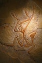 Close up petrified fossil remains of Archaeopteryx Royalty Free Stock Photo