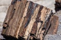 Close up of Petrified wood piece standing on end Royalty Free Stock Photo