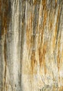 An ancient piece of petrified wood in black with yellow lines. Royalty Free Stock Photo