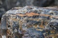 Close-up of Petrified Wood