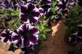 Close-up of Petunia Amore purple plant.