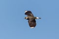 Close-up pewit bird vanellus vanellus in flight in blue sky with spread wings