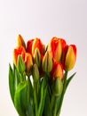 Bunch of blooming red and yellow tulips with white background Royalty Free Stock Photo