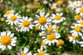 Close up pf colorful and beautiful daisy flowers Royalty Free Stock Photo