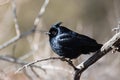 Close up of Phainopepla nitens perched on a branch, Joshua Tree National Park, south California Royalty Free Stock Photo