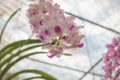 Close-up Phalaenopsis or Moth dendrobium Orchid flower in tropical Royalty Free Stock Photo