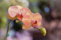 Close-up of Phalaenopsis orchid, a bouquet of yellow flowers with red stripes blooming in the soft morning sunlight Royalty Free Stock Photo