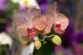 Close-up of Phalaenopsis orchid, a bouquet of yellow flowers with red stripes blooming in the soft morning sunlight Royalty Free Stock Photo