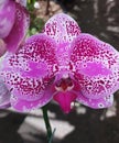 Close up of Phalaenopsis white pink purple polkadot