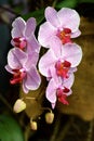 Pink phalenopsis orchid in bloom Royalty Free Stock Photo