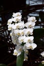 White phalenopsis orchid in bloom Royalty Free Stock Photo