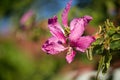 Close-up Phanera purpurea or Butterfly Tree or Orchid