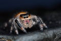 Close up of Phidippus regius jumping spider