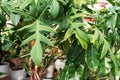 Philodendron Florida Beauty Green leaves