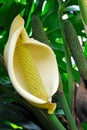 Close up of Philodendron flower