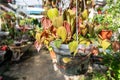 Close up of Philodendron Hederaceum var. hederaceum Micans