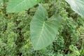 Close up of the Philodendron leaf. Monstera Royalty Free Stock Photo