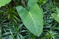 Close up of the Philodendron leaf. Monstera Royalty Free Stock Photo