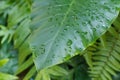 Close up of the Philodendron leaf. Monstera Royalty Free Stock Photo