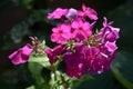 Close-up of phlox paniculata or garden phlox in bloom Royalty Free Stock Photo