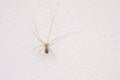 Pholcidae spider Royalty Free Stock Photo