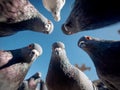 Close-up phone wallpaper image of 10 grey-white pigeons looking down at the screen, arranged in a pattern The background is Royalty Free Stock Photo