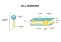 Diagram models of  cell membrane. Royalty Free Stock Photo