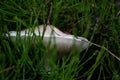 Close up photgraphy of a Leucoagaricus mushroom