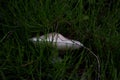 Close up photgraphy of a Leucoagaricus mushroom