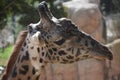 Close up photo of a adult angolan giraffe head