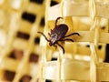 Close up photo of adult female deer tick. Selective focus Royalty Free Stock Photo